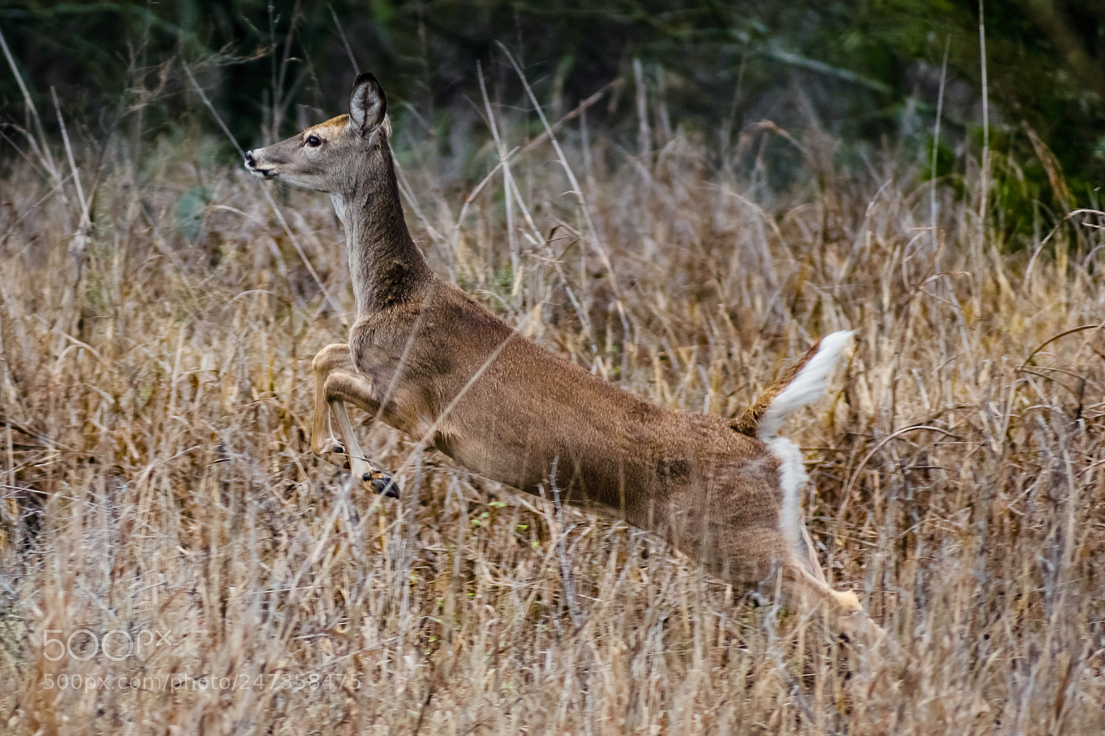 Nikon D3400 sample photo. Whitetail jump photography