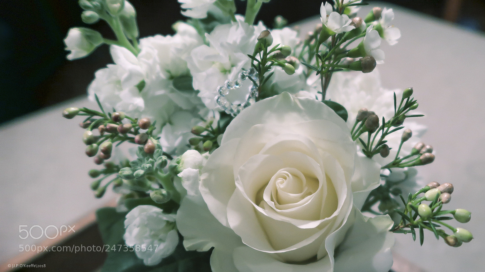 Canon PowerShot G7 X Mark II sample photo. Blue rose photography