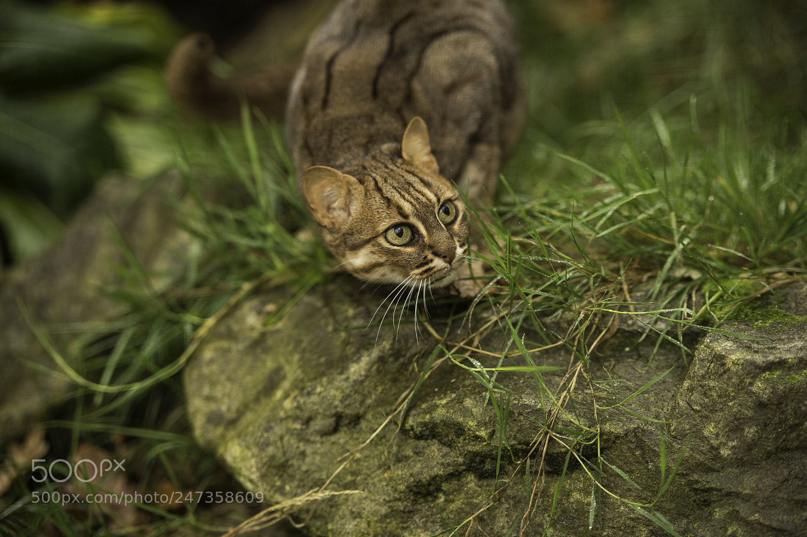 Nikon D5 sample photo. Rusty spotted cat series photography
