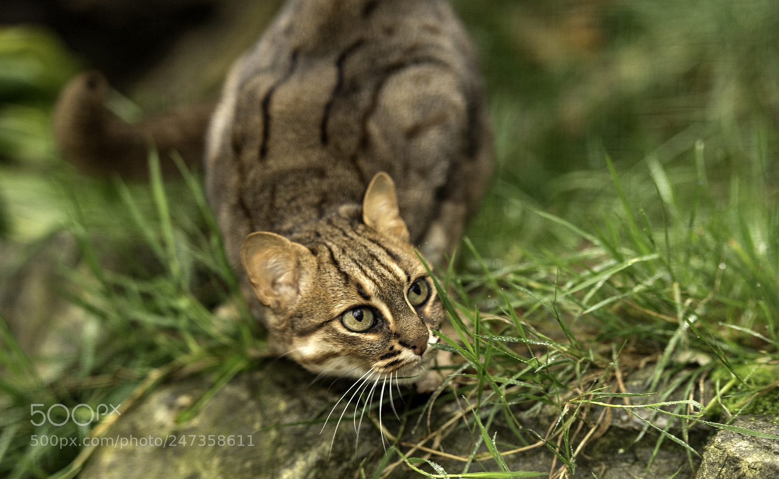 Nikon D5 sample photo. Rusty spotted cat series photography