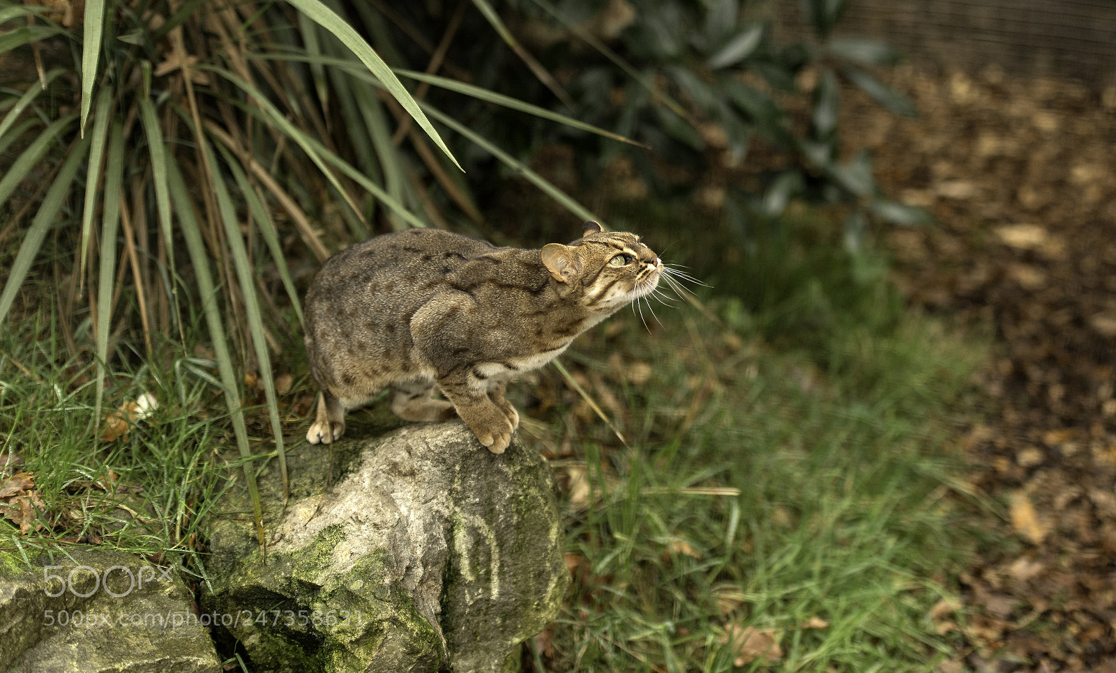 Nikon D5 sample photo. Rusty spotted cat series photography