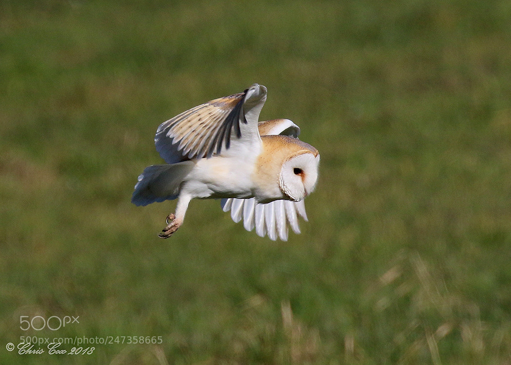 Canon EOS 7D Mark II sample photo. Barn owl photography