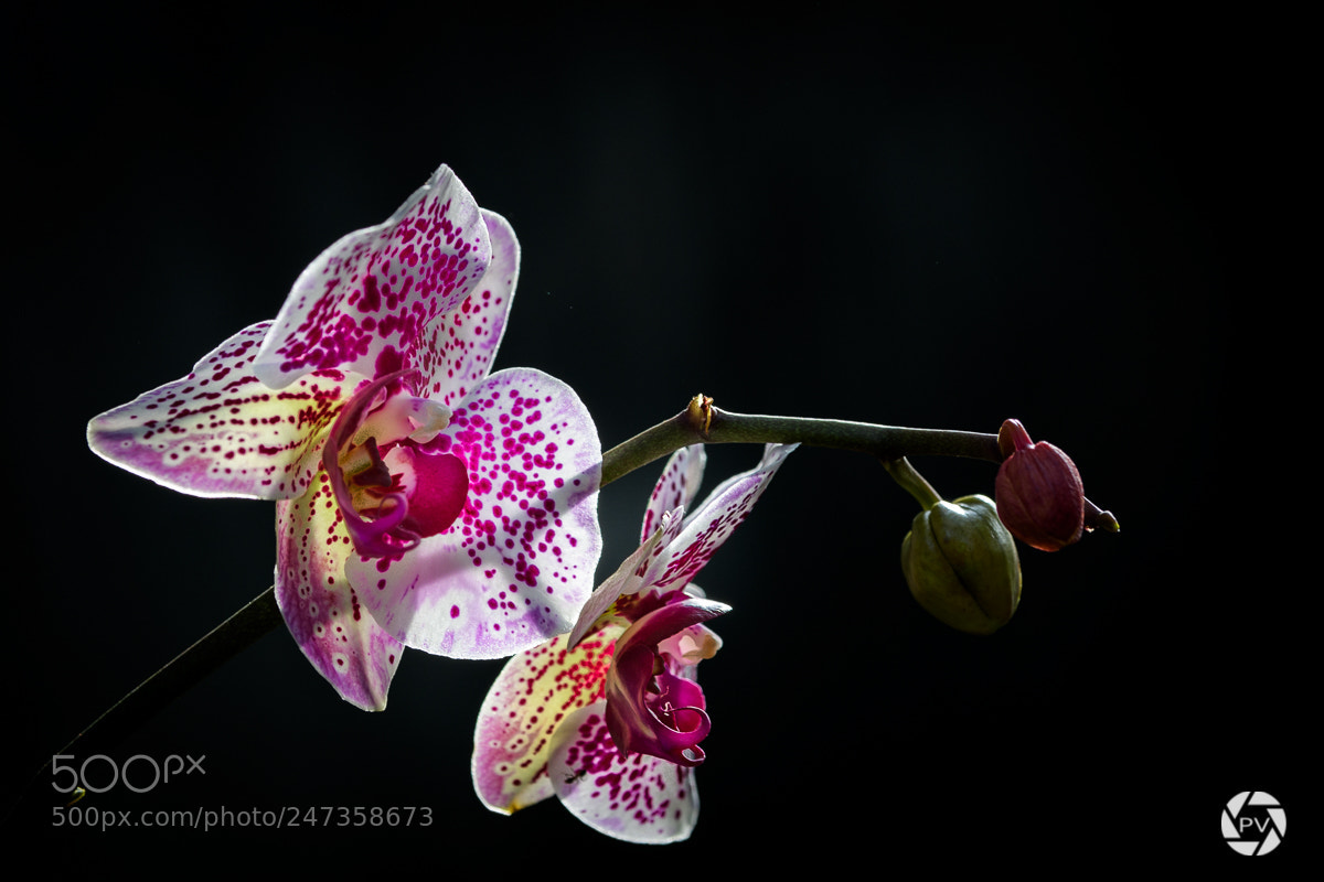 Nikon D500 sample photo. Phalaenopsis photography