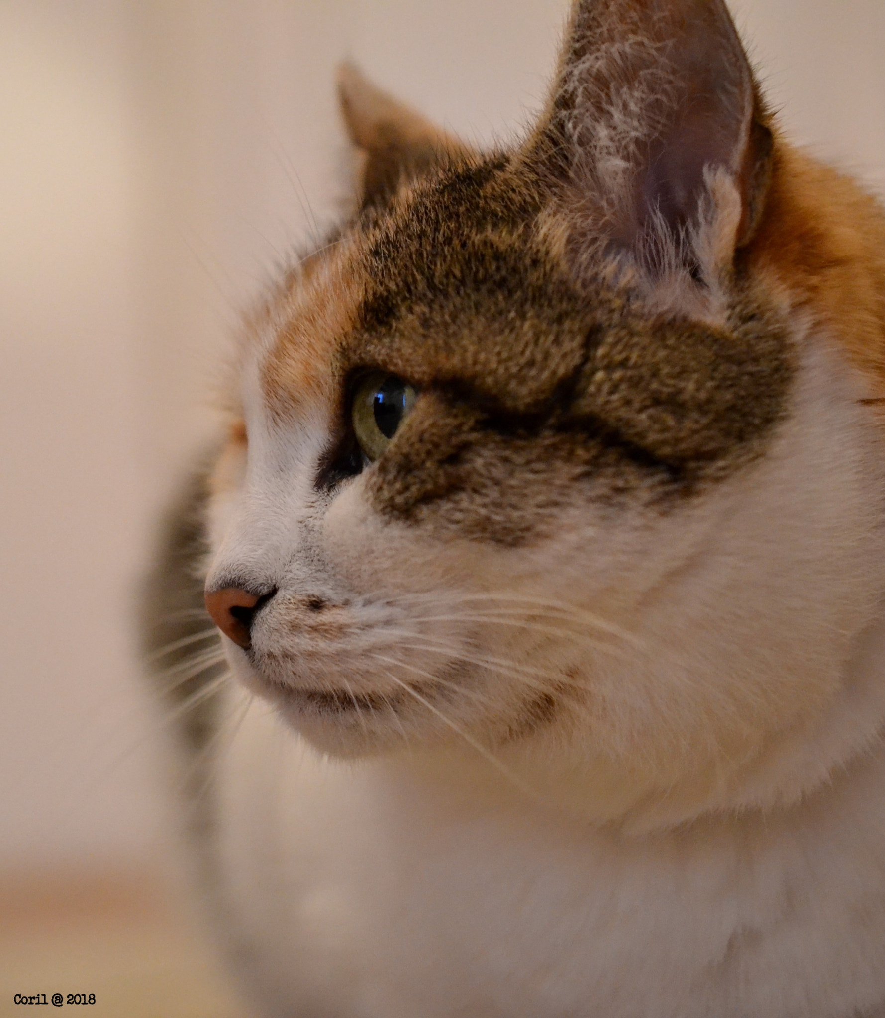 Nikon AF-S DX Micro Nikkor 40mm F2.8 sample photo