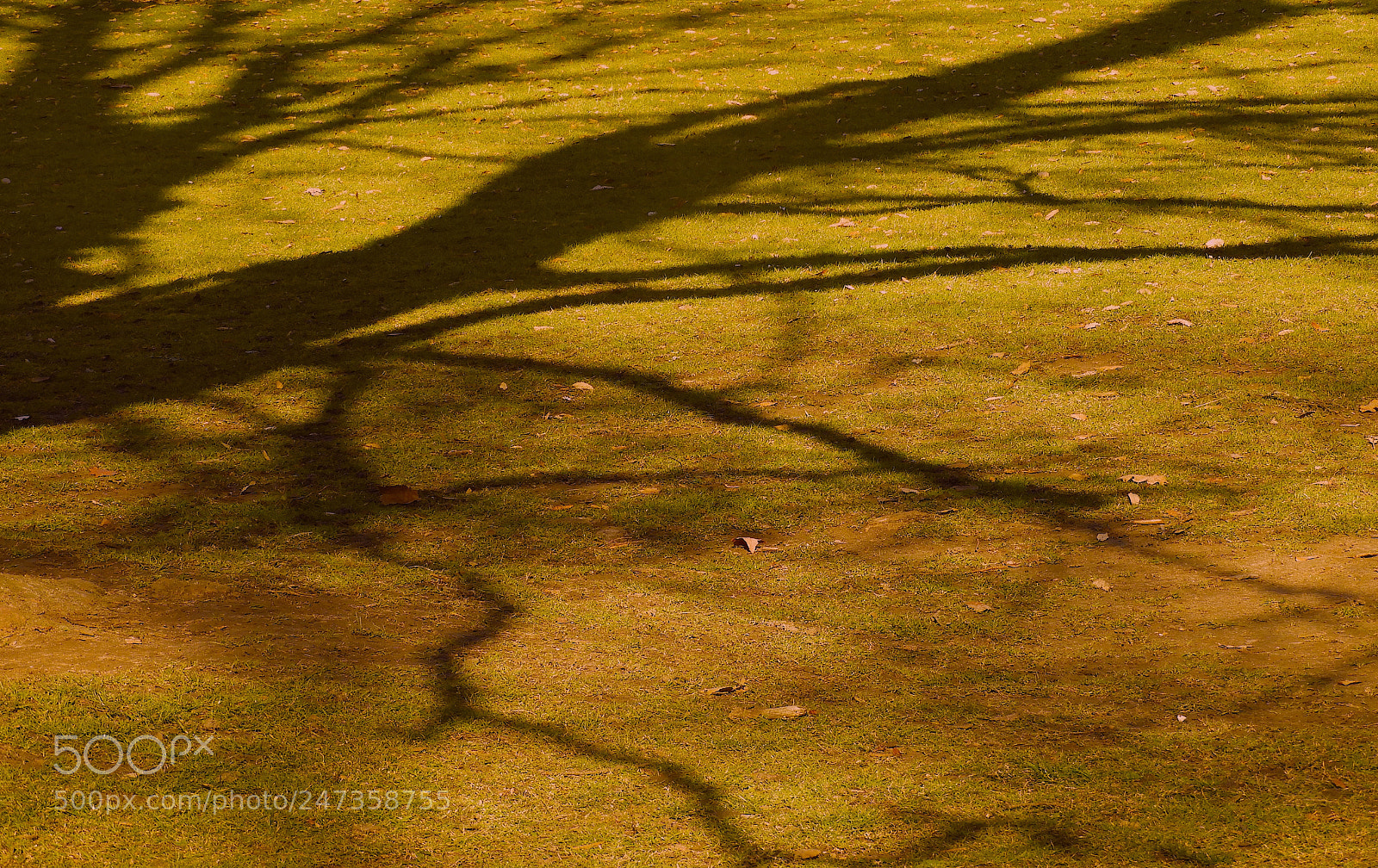 Nikon Coolpix B700 sample photo. Tree shadows photography