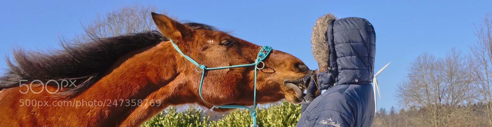 Olympus OM-D E-M10 II sample photo. Kissing horse photography