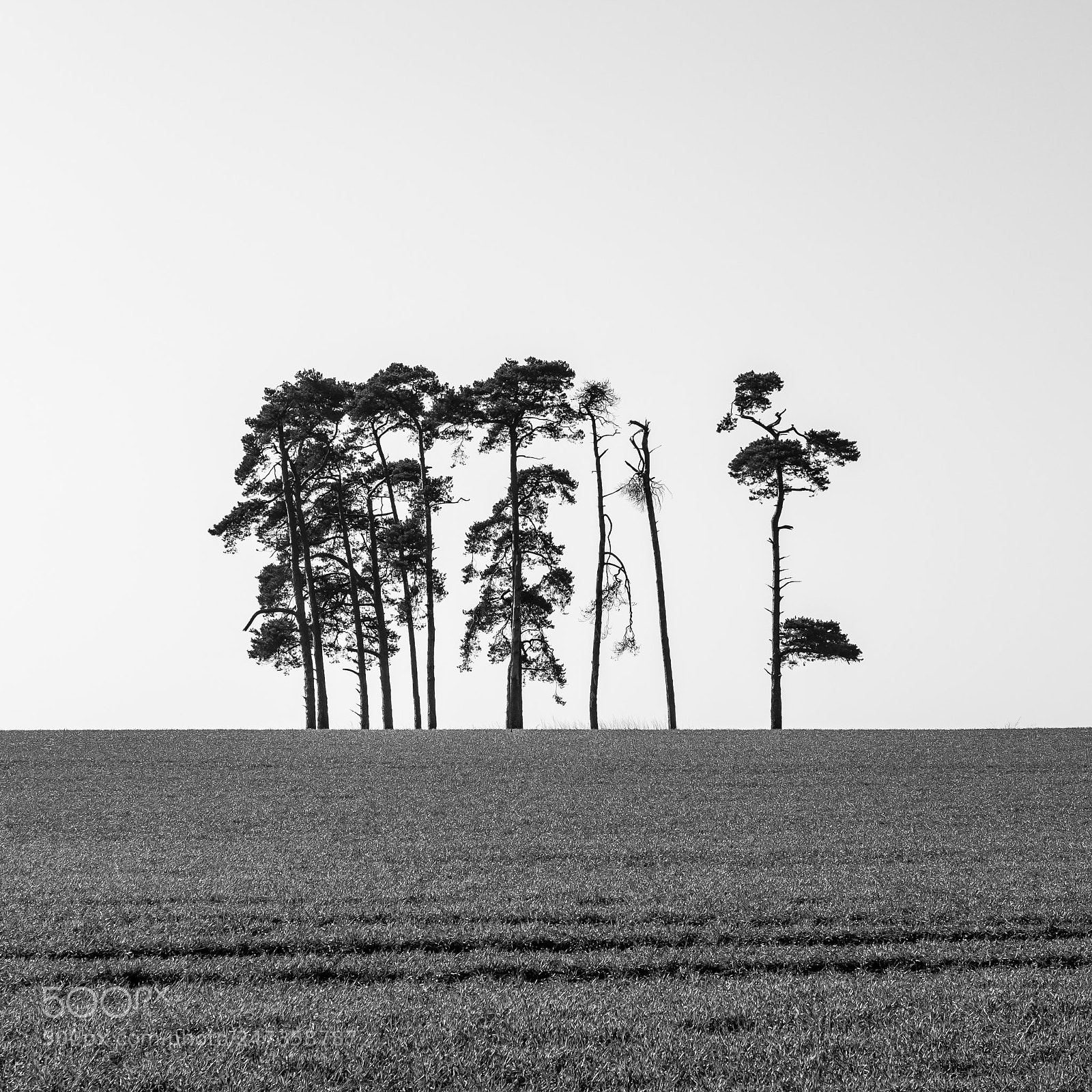 Fujifilm X-T2 sample photo. Lonely stand of evergreens photography
