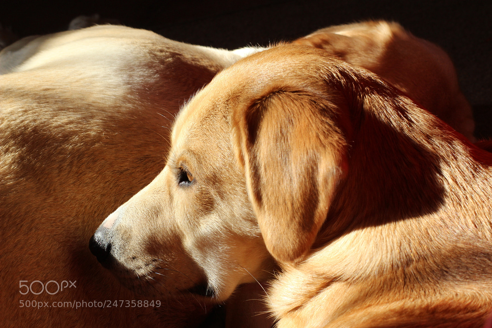 Canon EOS 600D (Rebel EOS T3i / EOS Kiss X5) sample photo. Sleeping dogs in the photography
