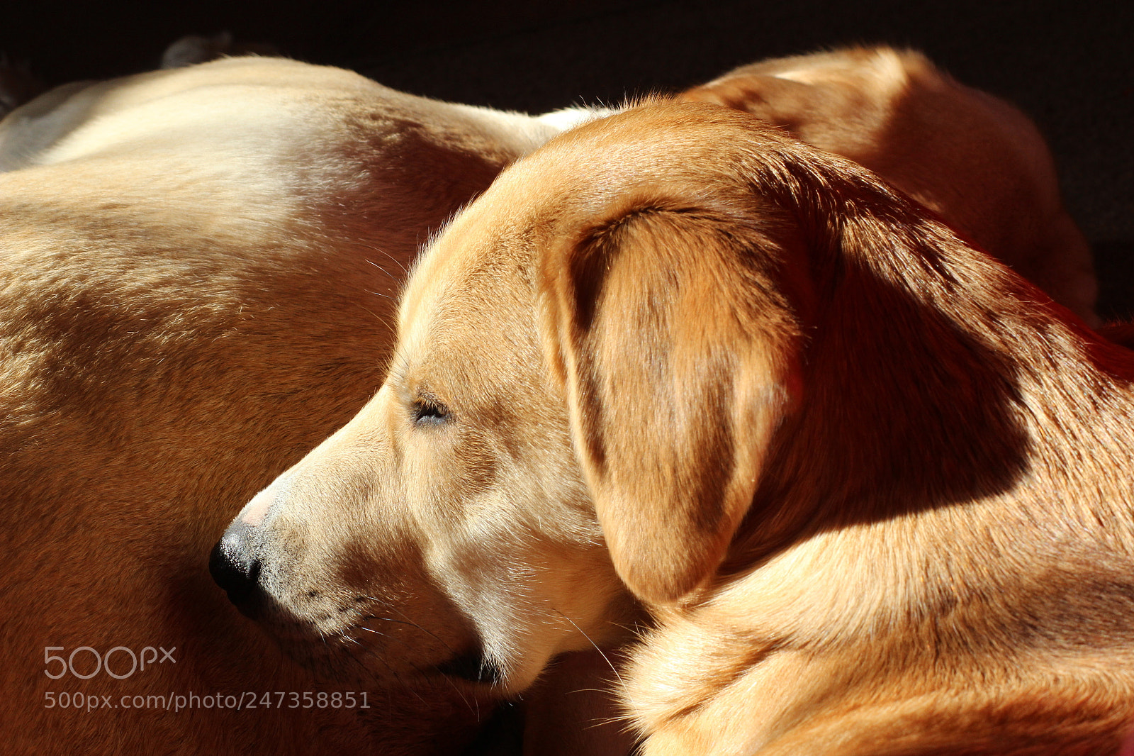 Canon EOS 600D (Rebel EOS T3i / EOS Kiss X5) sample photo. Sleeping dogs in the photography