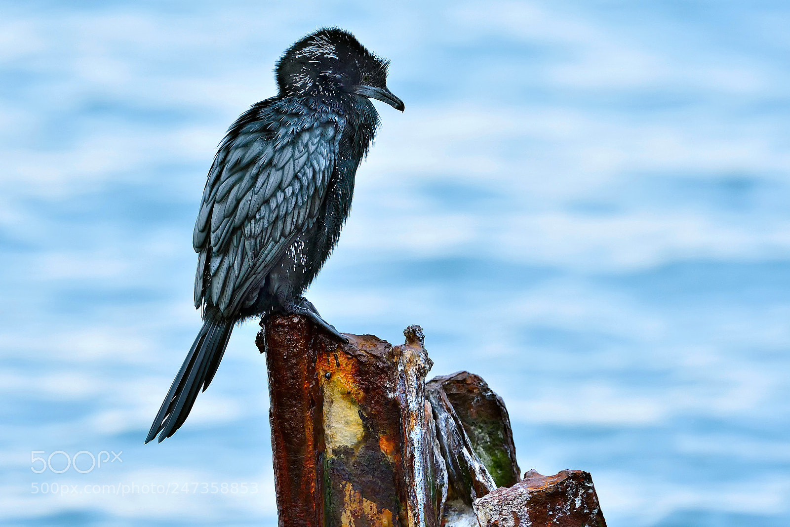 Nikon D500 sample photo. Pygmy cormorant/microcarbo pygmeus photography