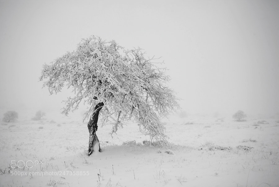 Canon EOS 5D sample photo. Frozen bride photography