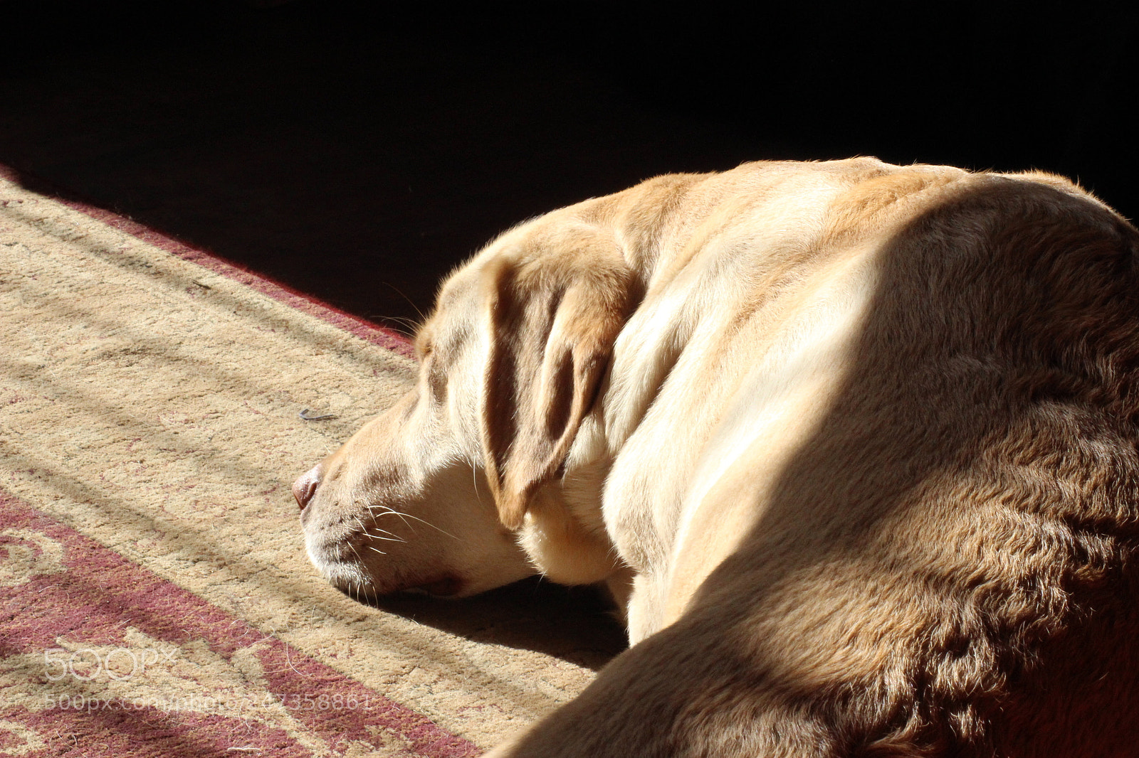 Canon EOS 600D (Rebel EOS T3i / EOS Kiss X5) sample photo. Sleeping dogs in the photography
