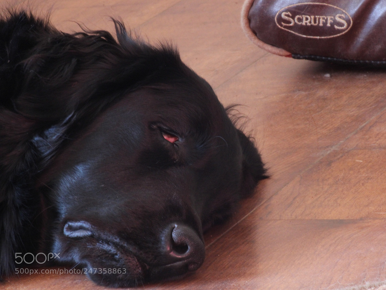 Canon EOS 600D (Rebel EOS T3i / EOS Kiss X5) sample photo. Sleeping dogs in the photography