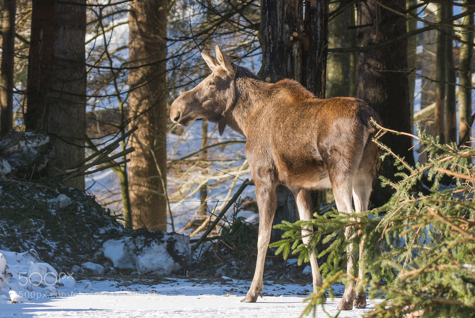 Nikon D7200 sample photo. Elk in snow photography