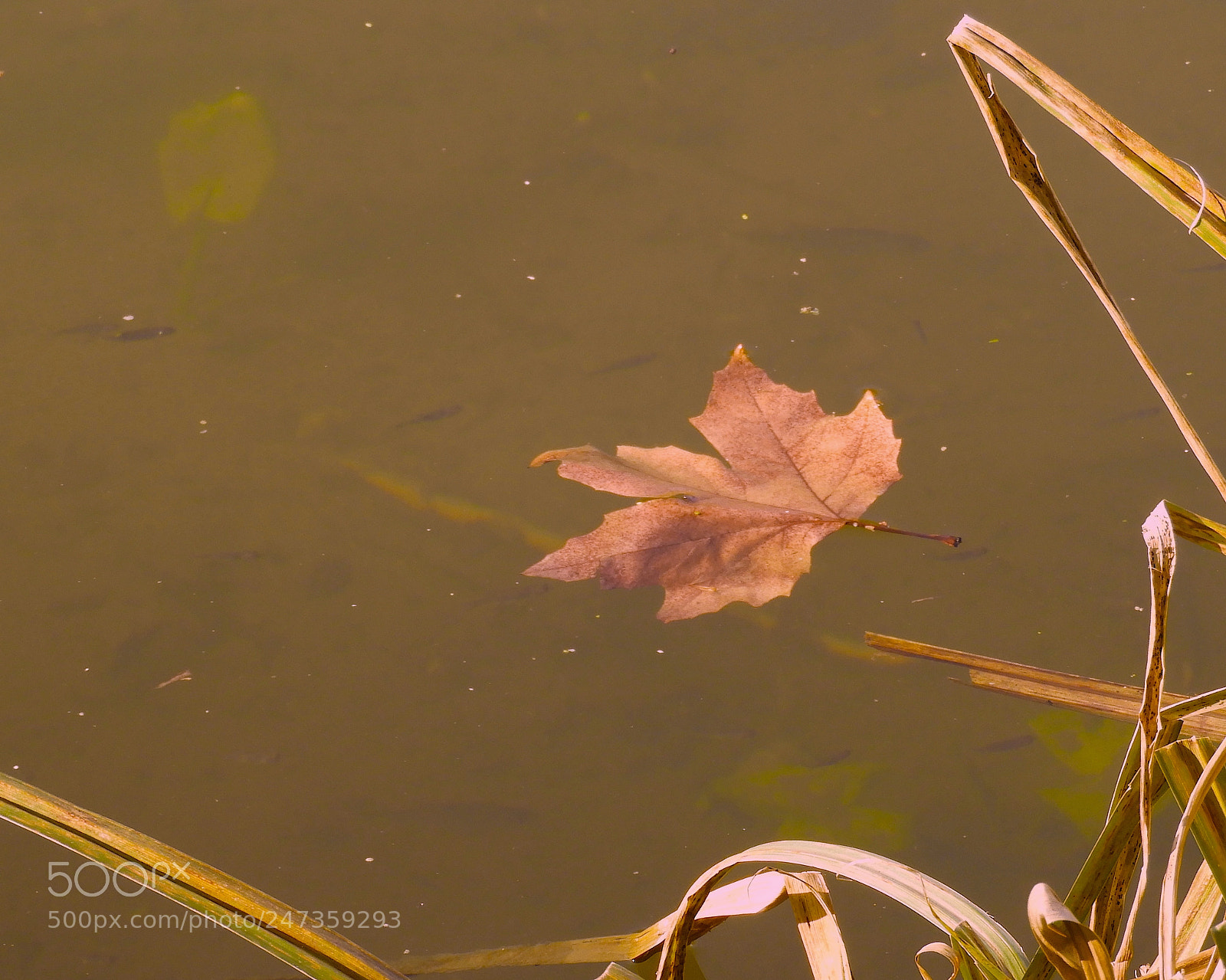 Nikon Coolpix B700 sample photo. Fallen leaf, with fish photography