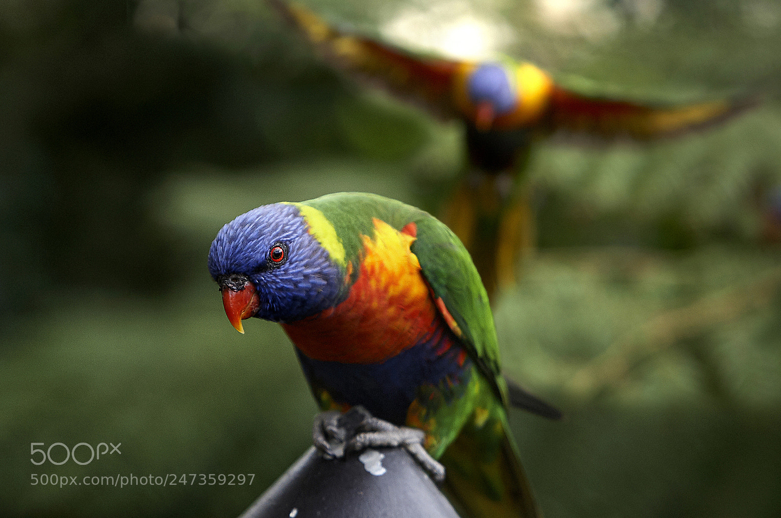 Canon EOS 5D sample photo. Rainbow lorikeets photography