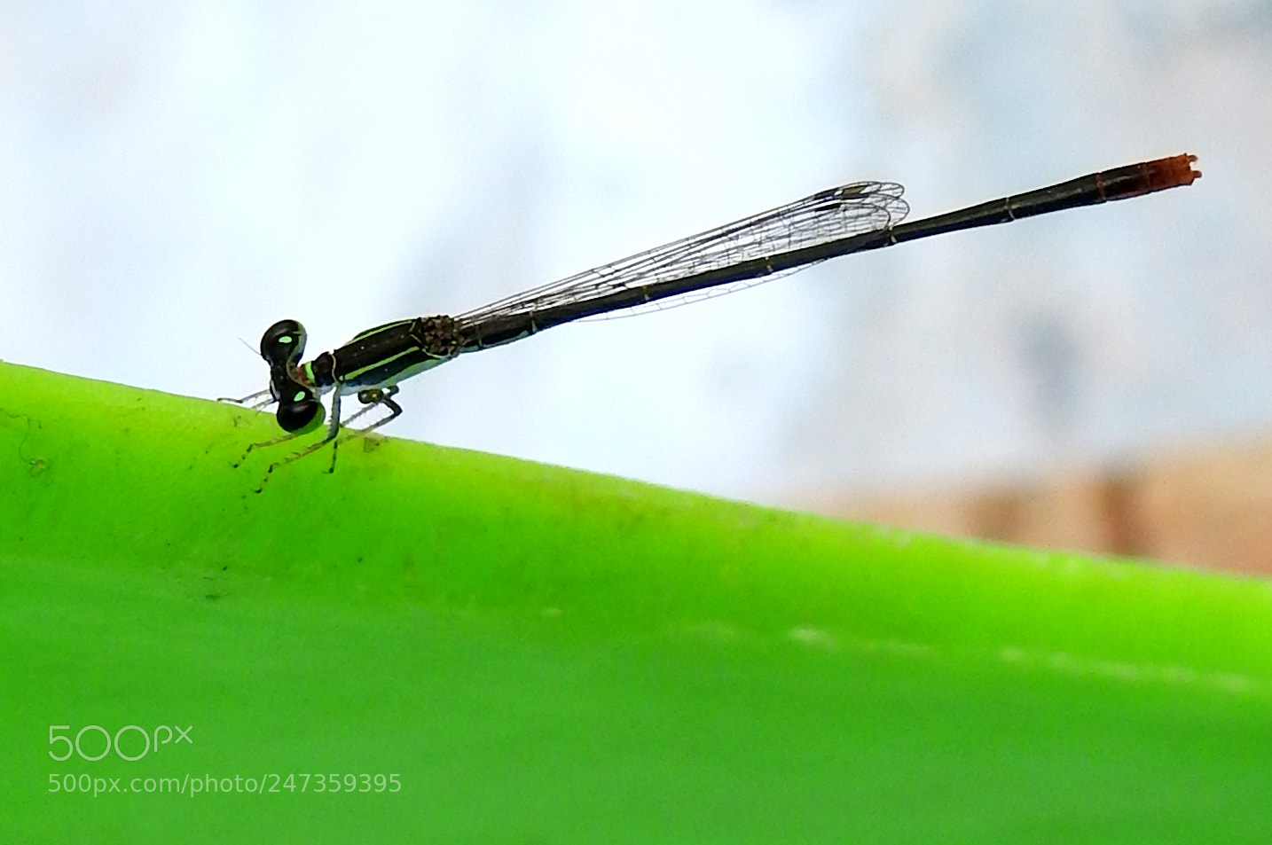 Nikon Coolpix P900 sample photo. Tiny dragon.. photography
