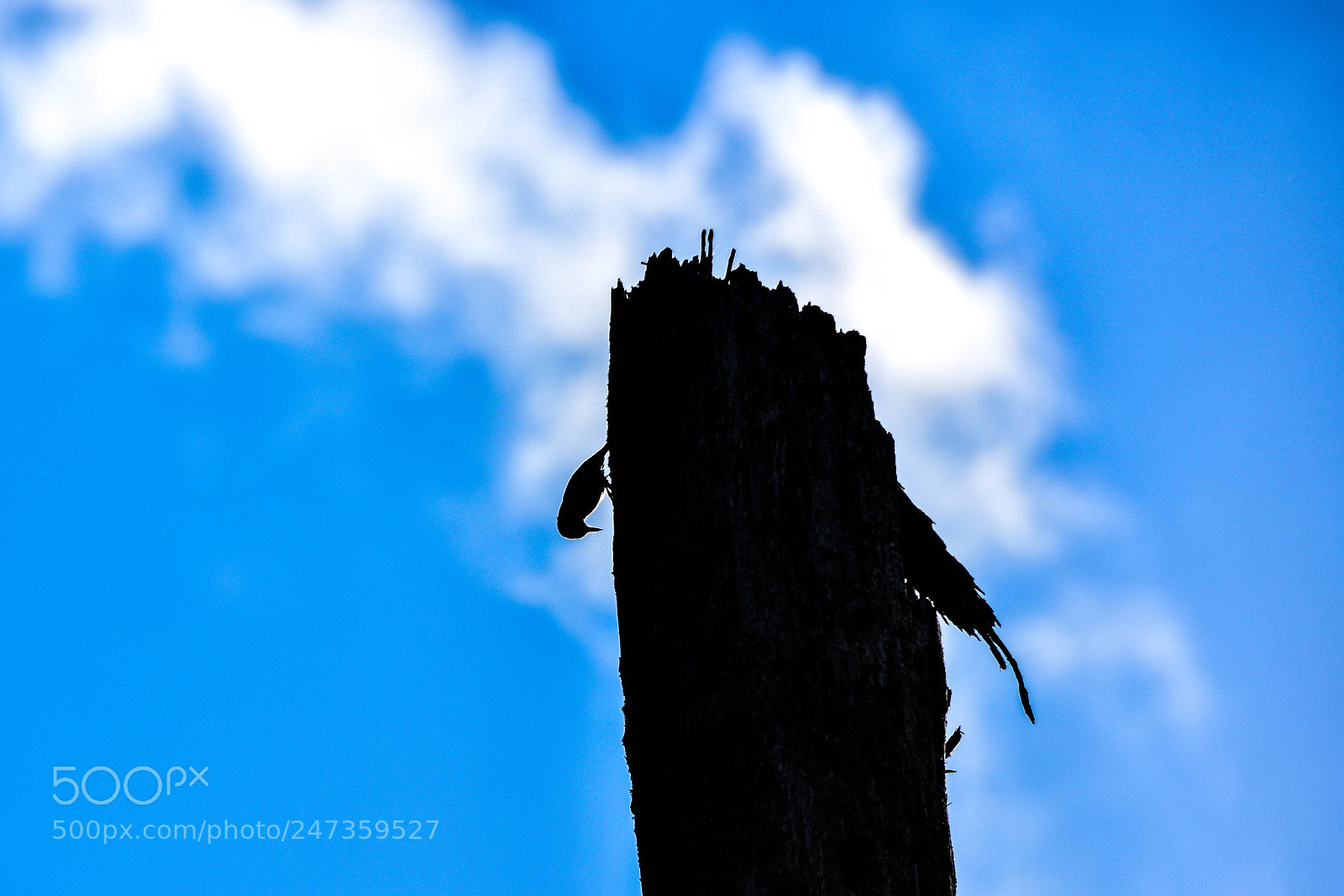 Nikon D7200 sample photo. Woodpecker on a tree photography