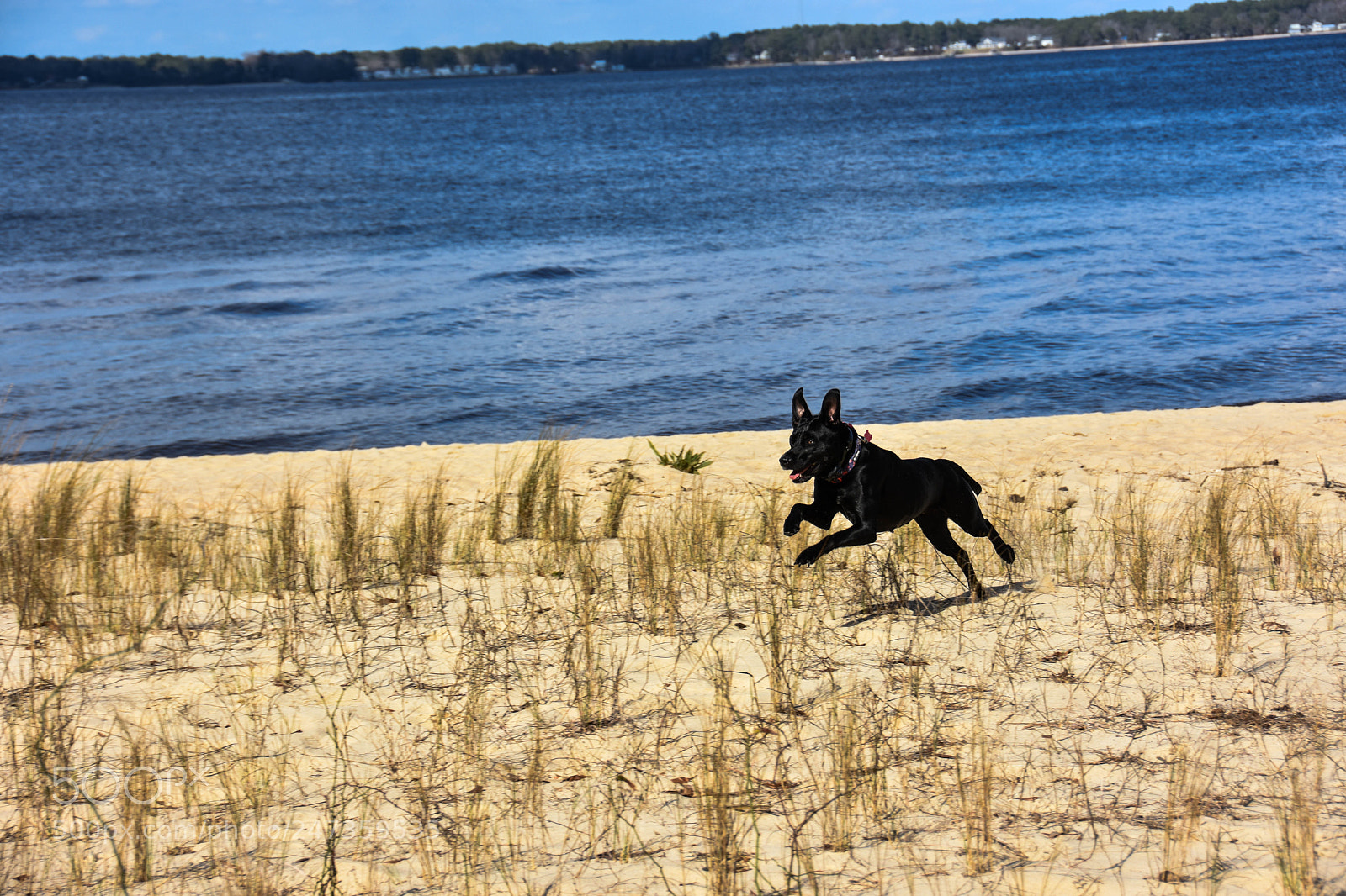 Nikon D7200 sample photo. My dog running on photography