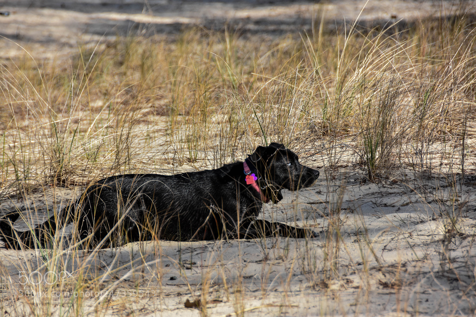 Nikon D7200 sample photo. My dog laying on photography
