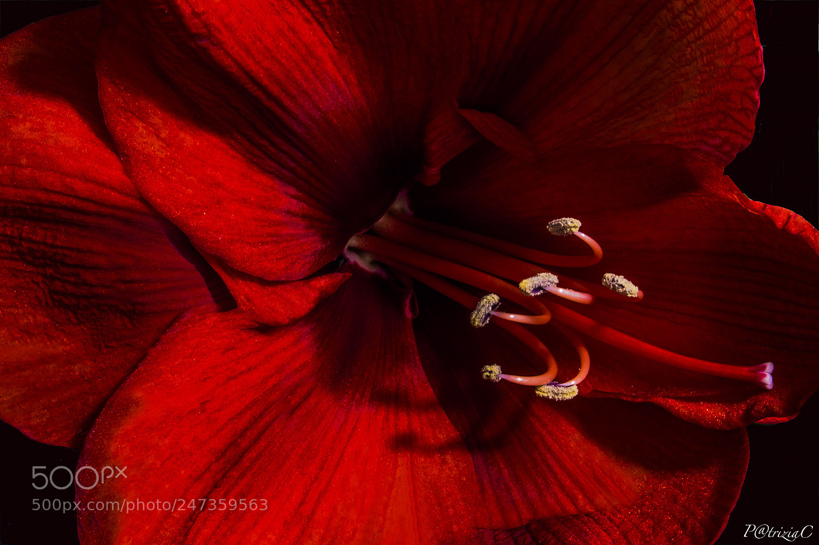 Fujifilm X-T2 sample photo. #amaryllis# photography