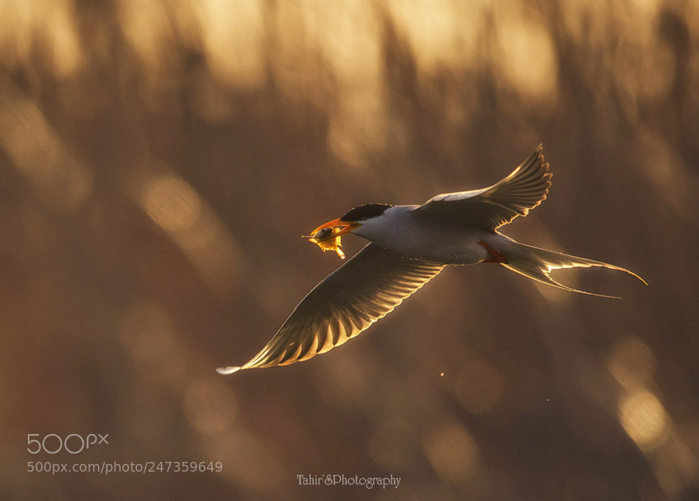 Nikon D500 sample photo. The river tern photography