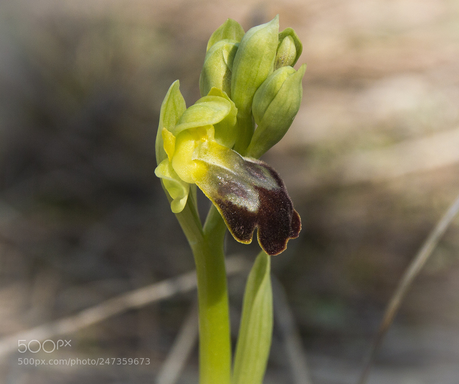 Nikon D3200 sample photo. Wild orchid photography