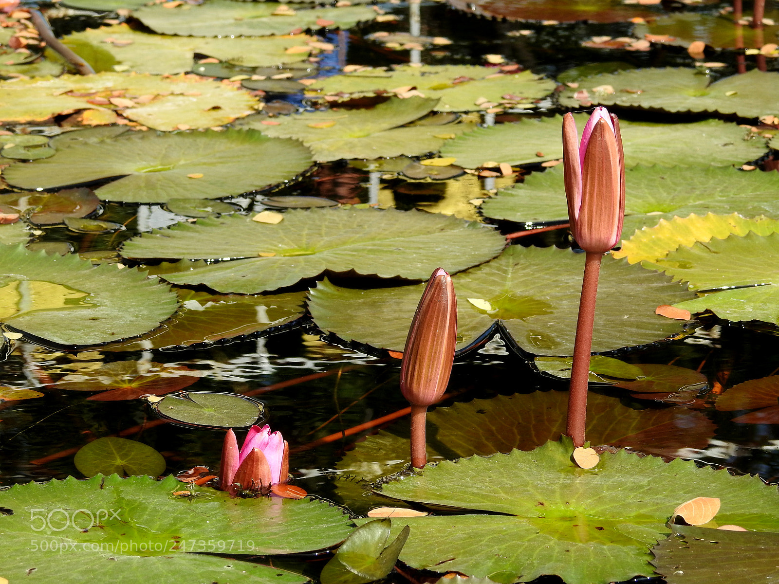 Nikon Coolpix P900 sample photo. Tiny lotus buds.. photography