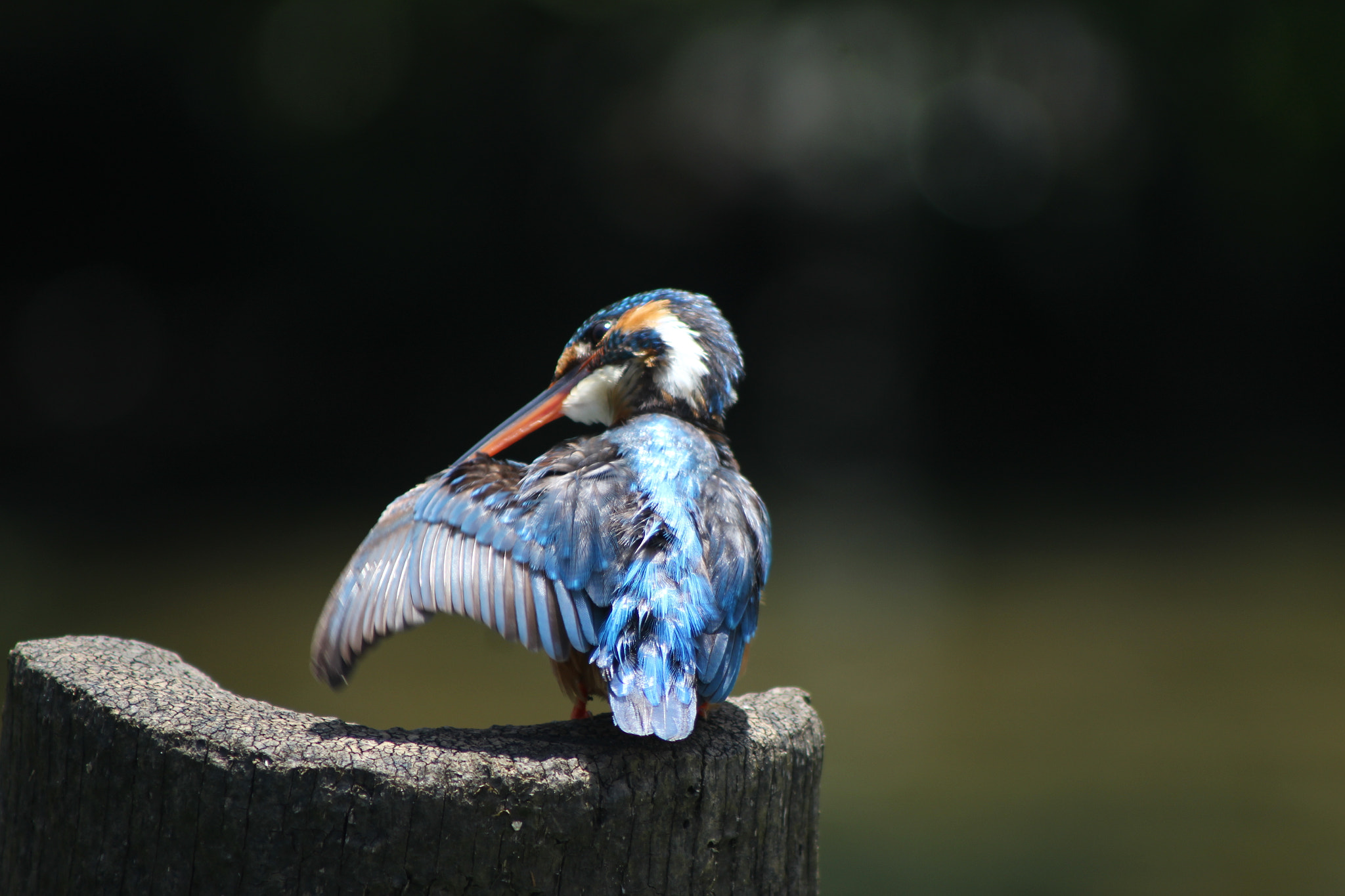 EF75-300mm f/4-5.6 sample photo. Kingfisher photography