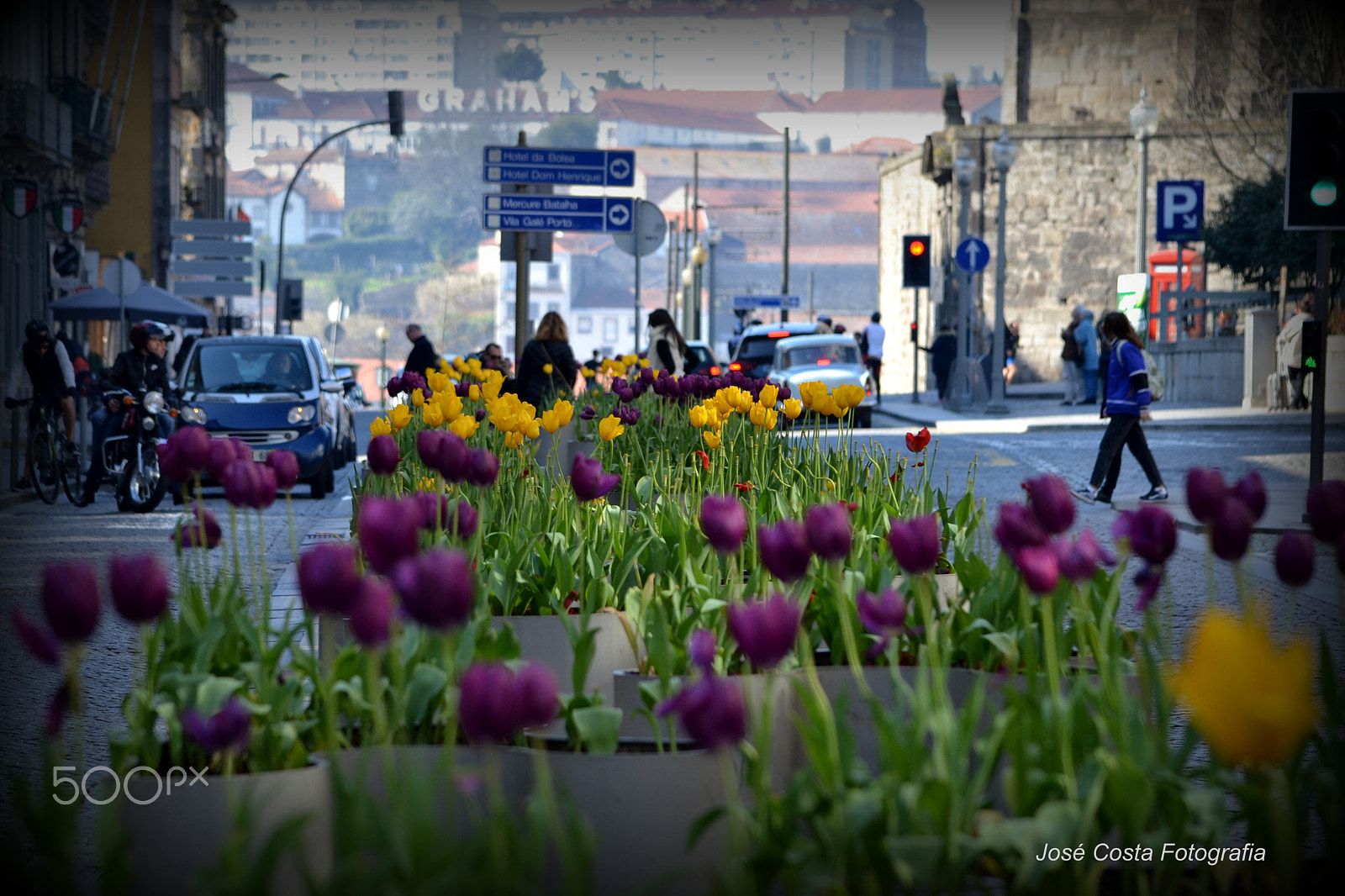 Nikon D3100 sample photo. Tulipas photography