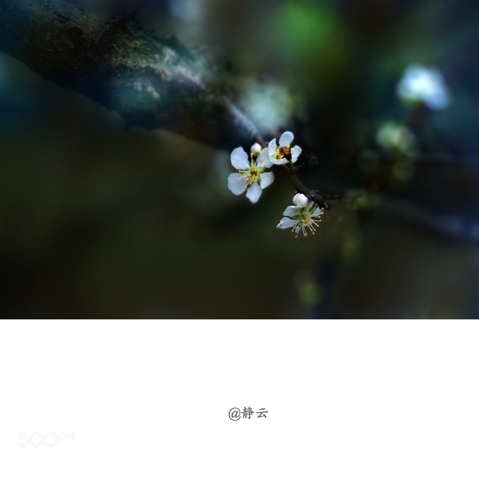 Nikon D810 sample photo. Untitled photography
