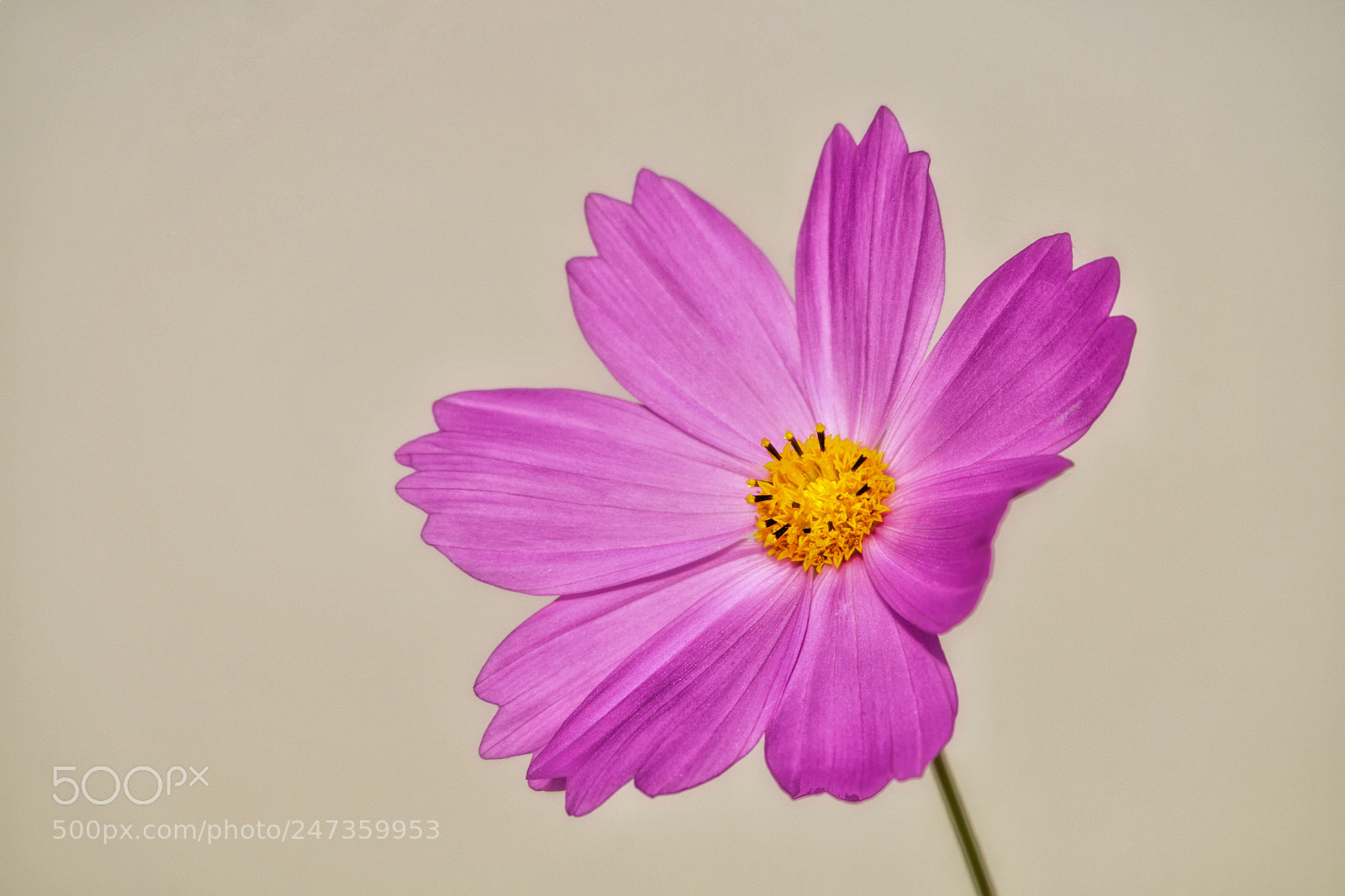 Pentax K-S2 sample photo. A flower that's a photography