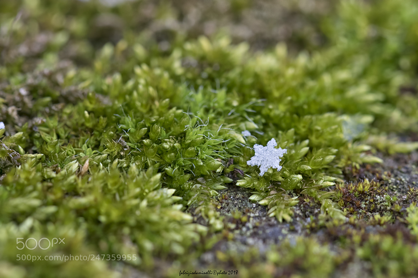 Canon EOS 7D Mark II sample photo. Snowflake photography