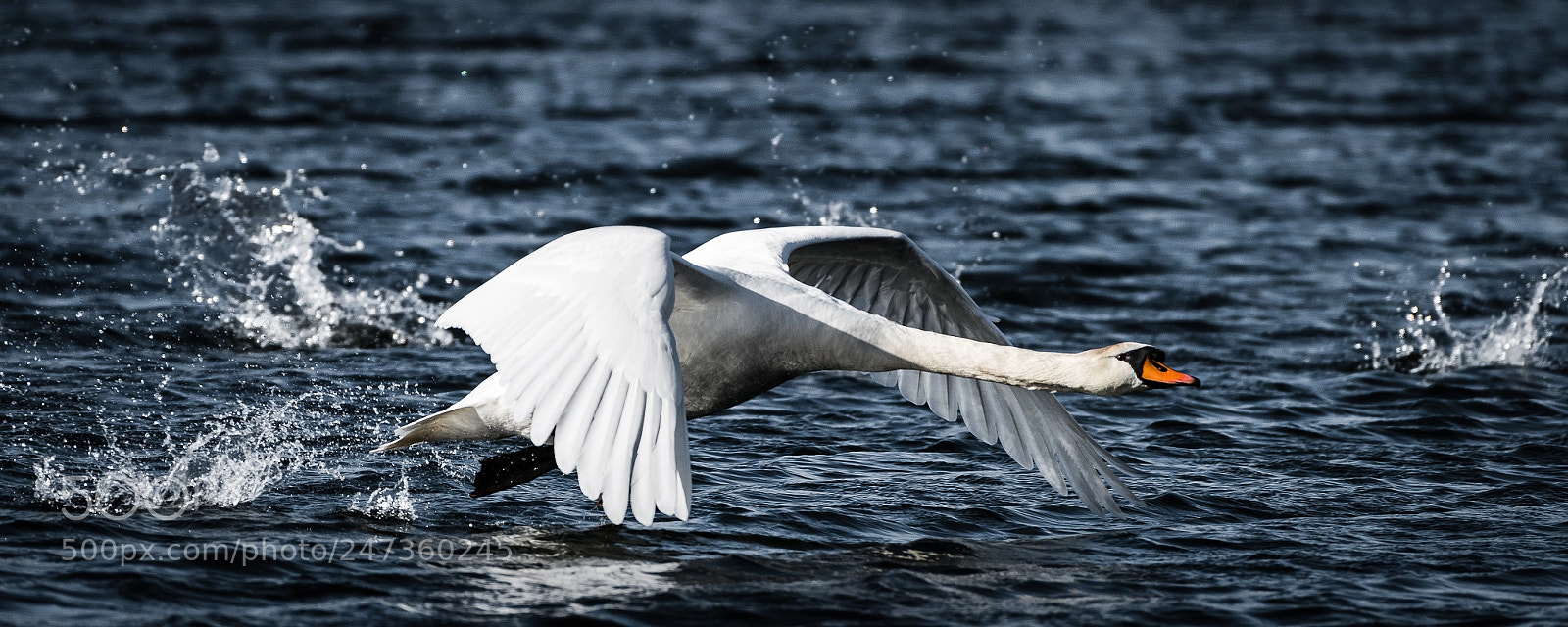 Nikon D810 sample photo. Water start photography