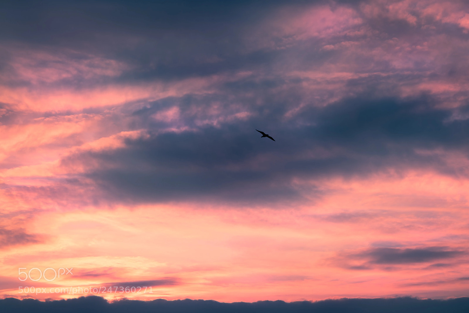 Sony a7 II sample photo. Solitary sea gull in photography