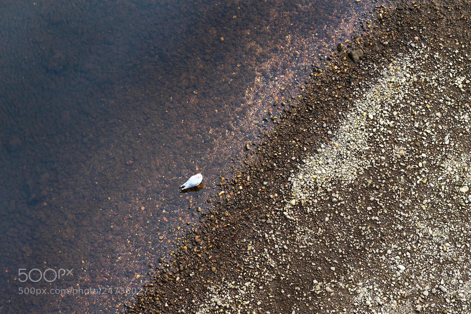 Sony a7 II sample photo. Sea gull near river photography