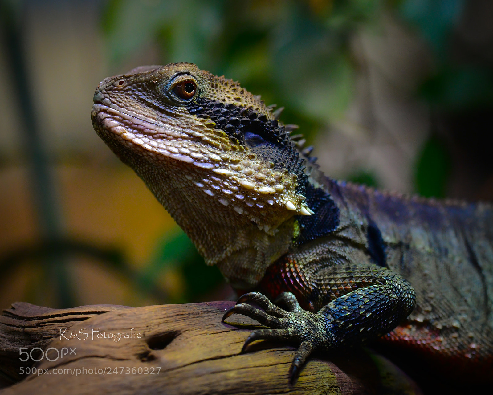 Nikon D850 sample photo. "sir arroganto" photography