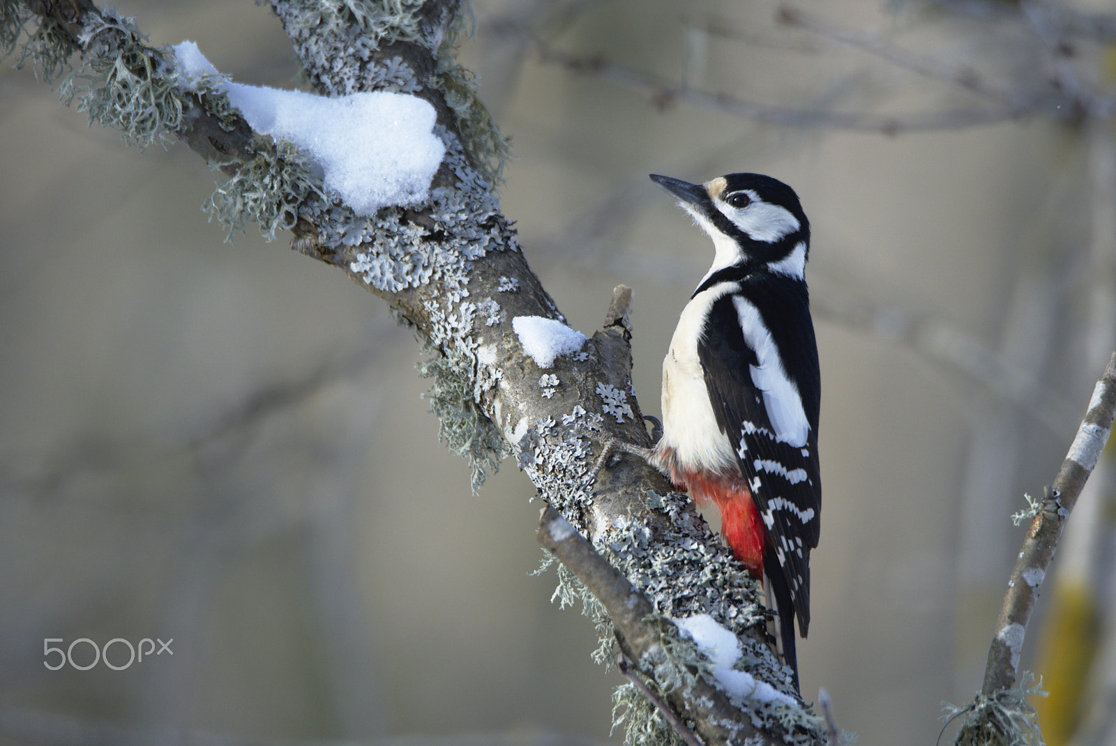 Nikon D810 sample photo. Woodpecker photography