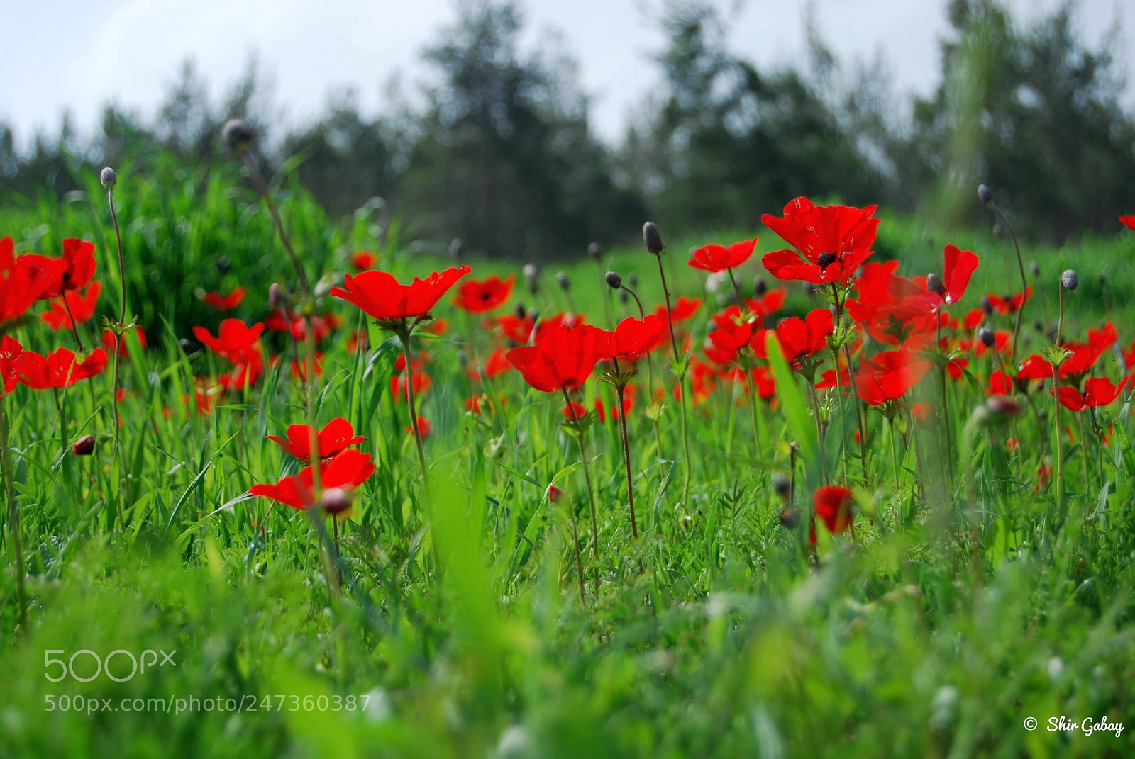 Nikon D60 sample photo. Anemones photography