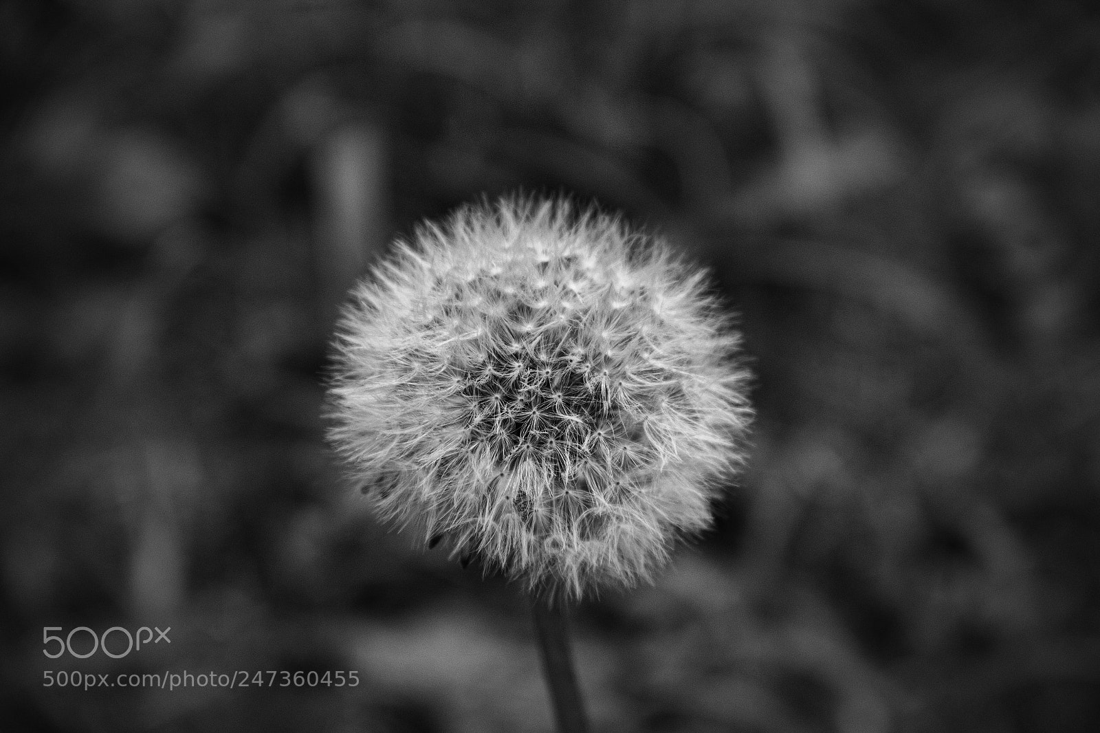 Canon EOS 60D sample photo. There's magic everywhere photography