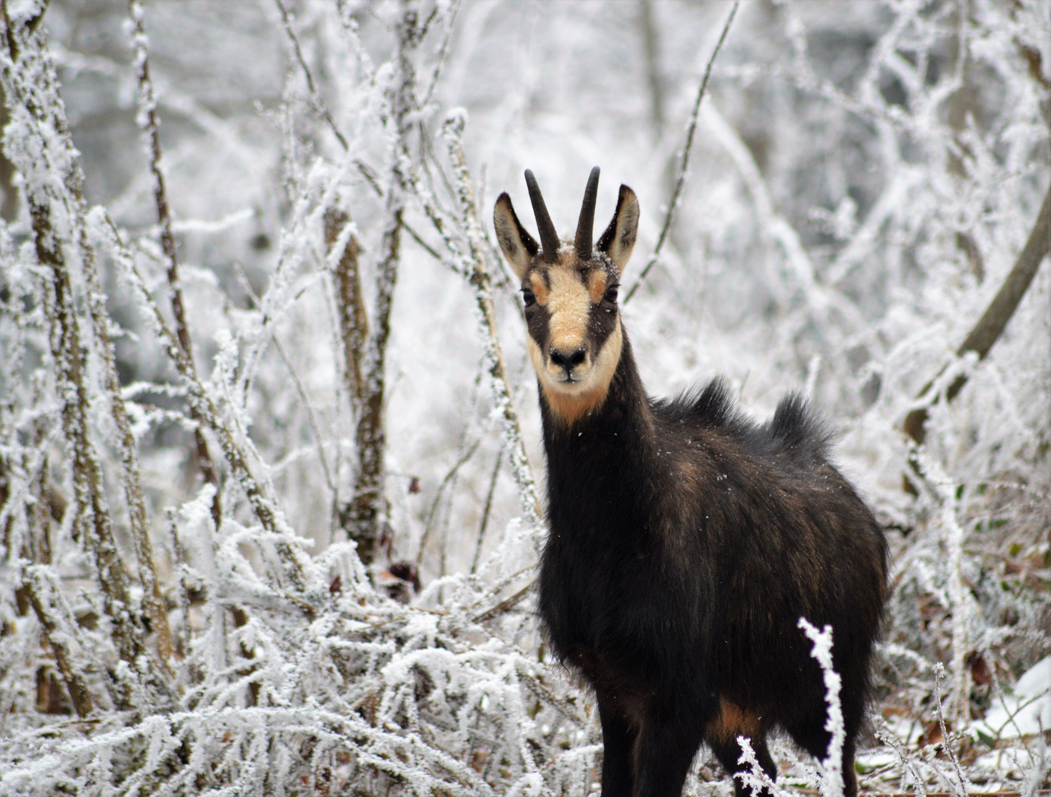 Nikon D3200 + Sigma 70-300mm F4-5.6 APO DG Macro sample photo. Chamois dans un froid glacial. photography