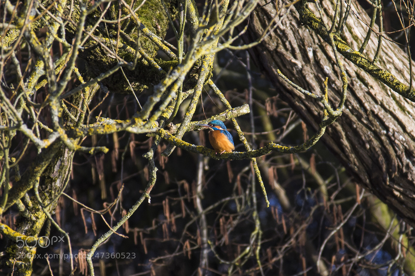 Nikon D7200 sample photo. Common kingfisher photography