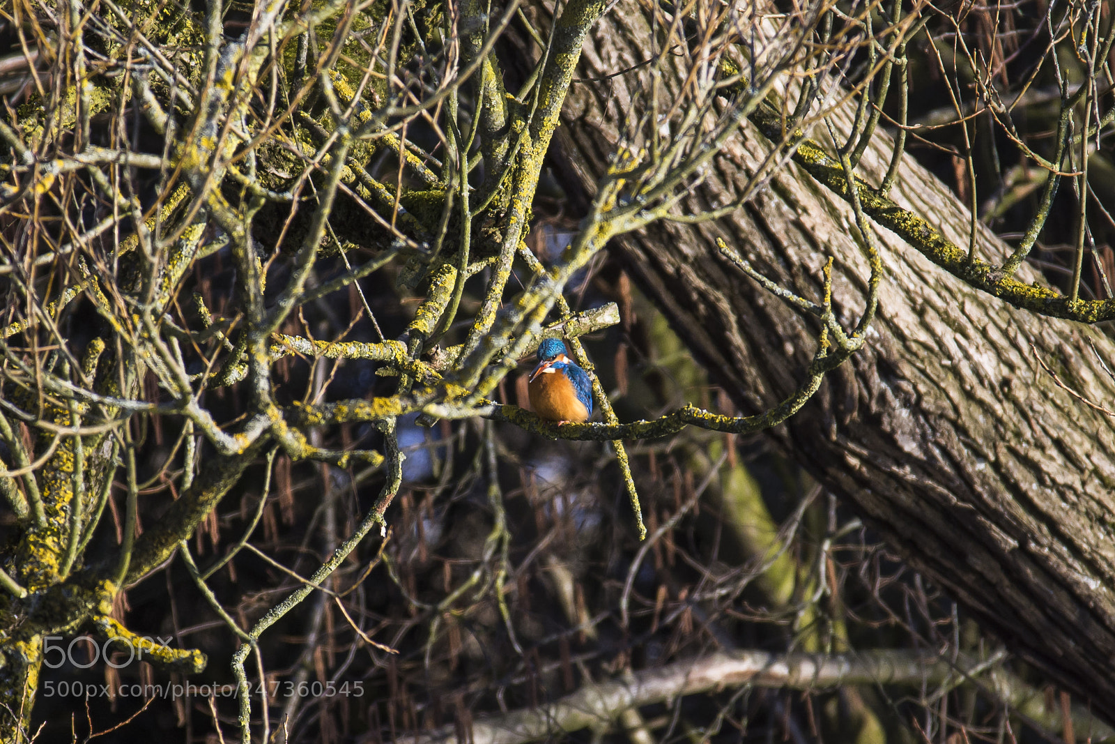 Nikon D7200 sample photo. Common kingfisher photography