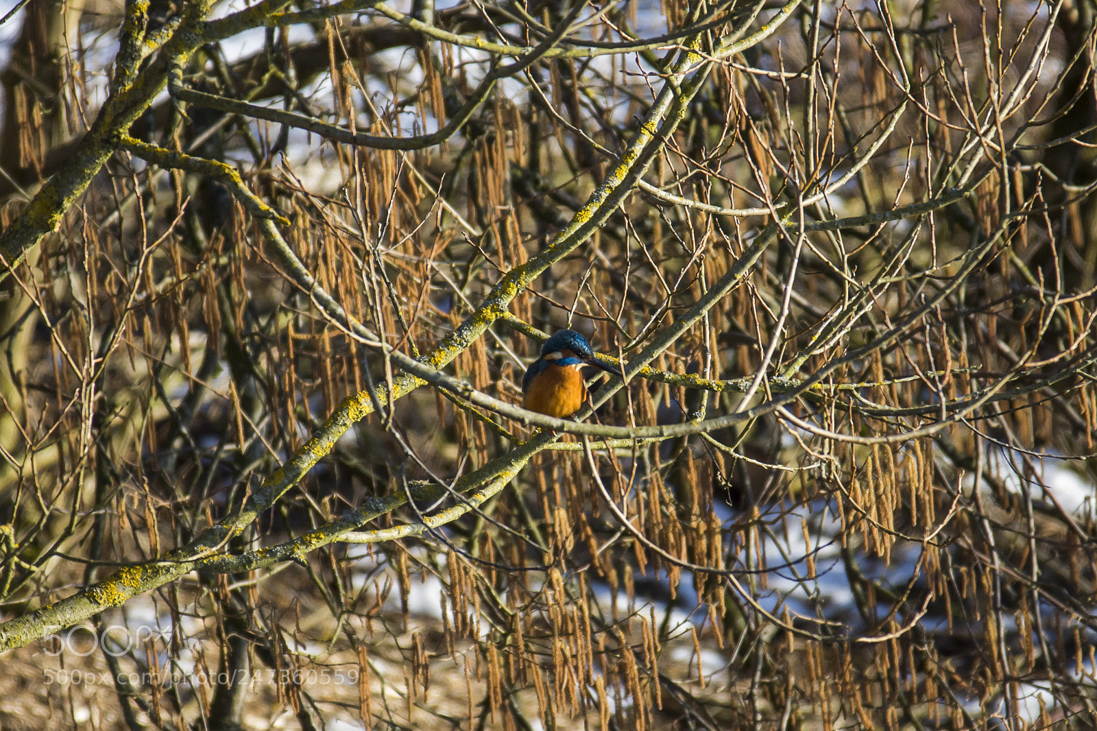 Nikon D7200 sample photo. Common kingfisher photography