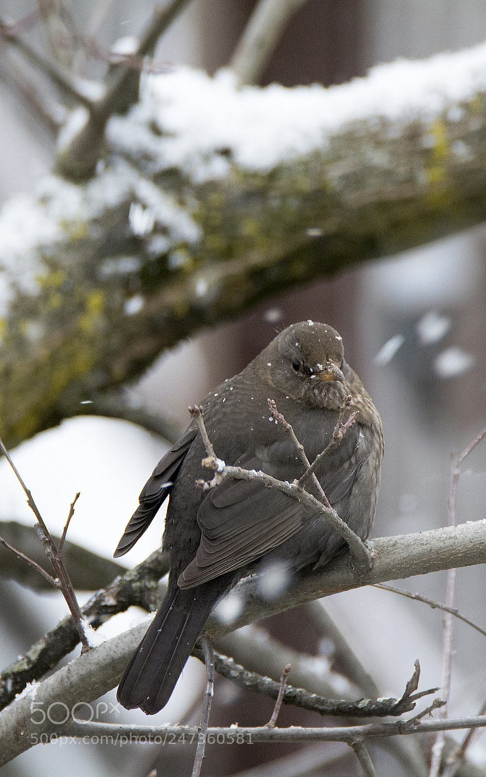 Nikon D7100 sample photo. Thrush under the snow photography