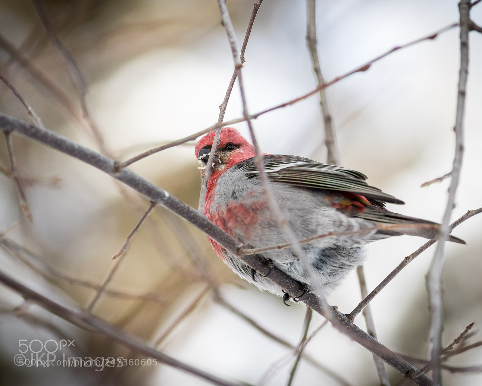 Canon EOS 7D Mark II sample photo. Watching me photography