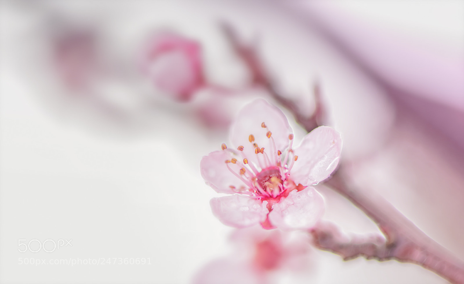 Nikon D850 sample photo. Spring rainy day photography
