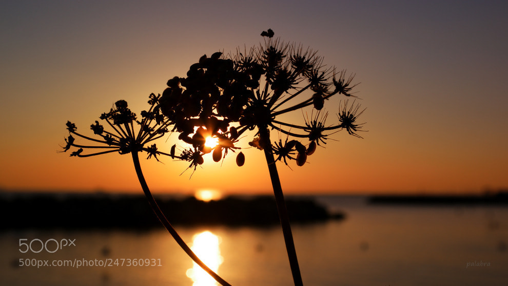 Samsung NX1 sample photo. ... photography