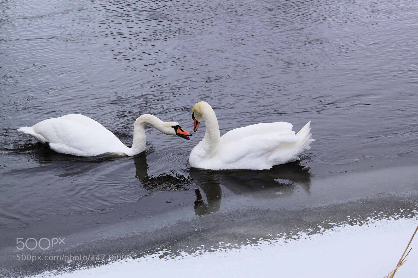 Canon EOS 500D (EOS Rebel T1i / EOS Kiss X3) sample photo. Swans talking photography
