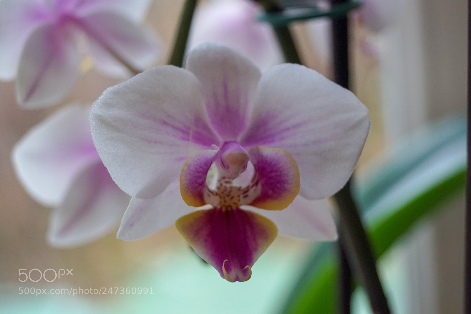 Sony SLT-A68 sample photo. Orchidee photography